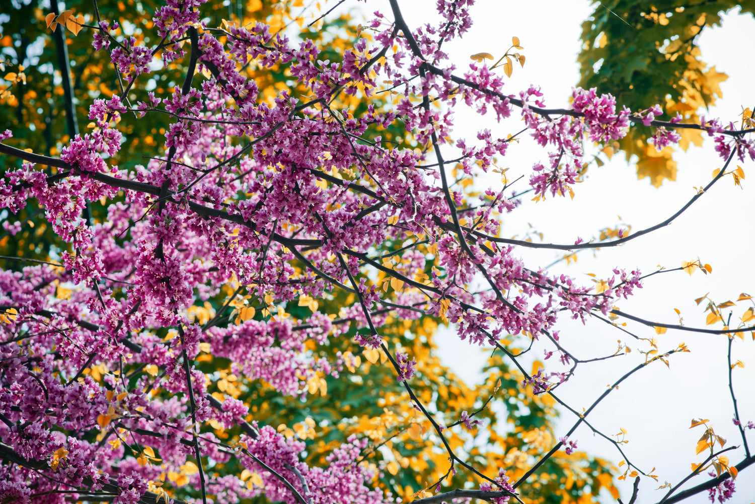 Spring blossom flowers