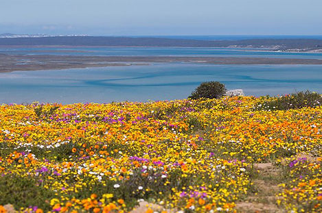 Flower season in Cape Town 