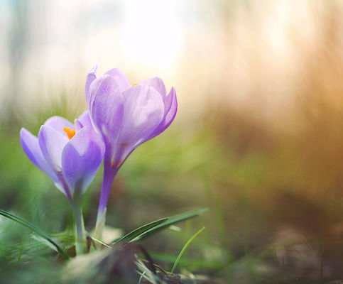 Spring season
