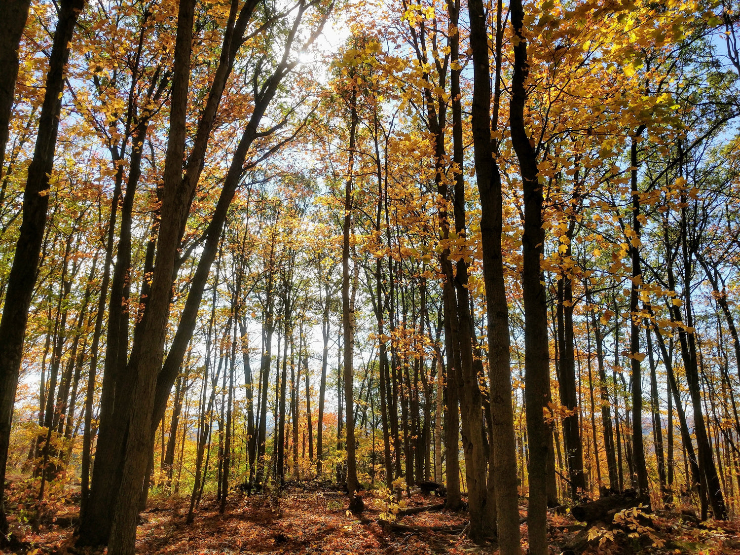 Forest in autumn 