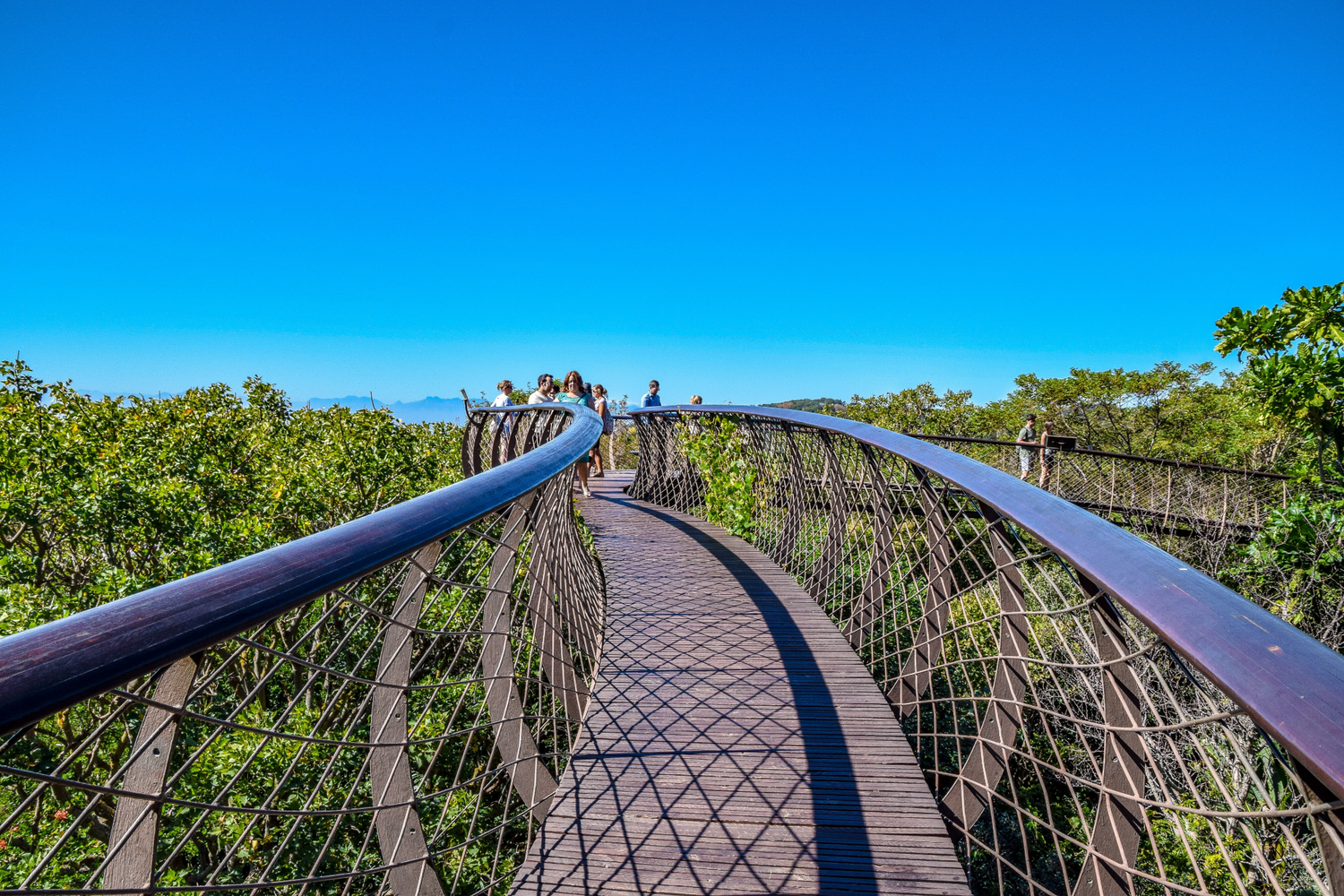 Discover the Beauty of Kirstenbosch Botanical Gardens