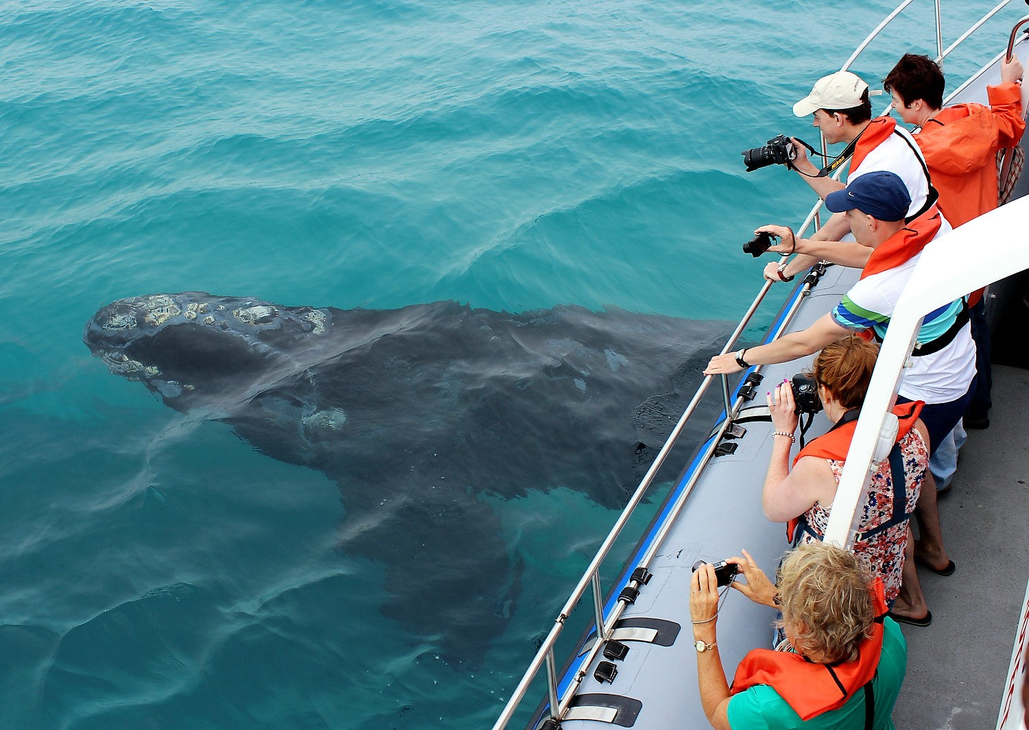 Whale Watching in Cape Town