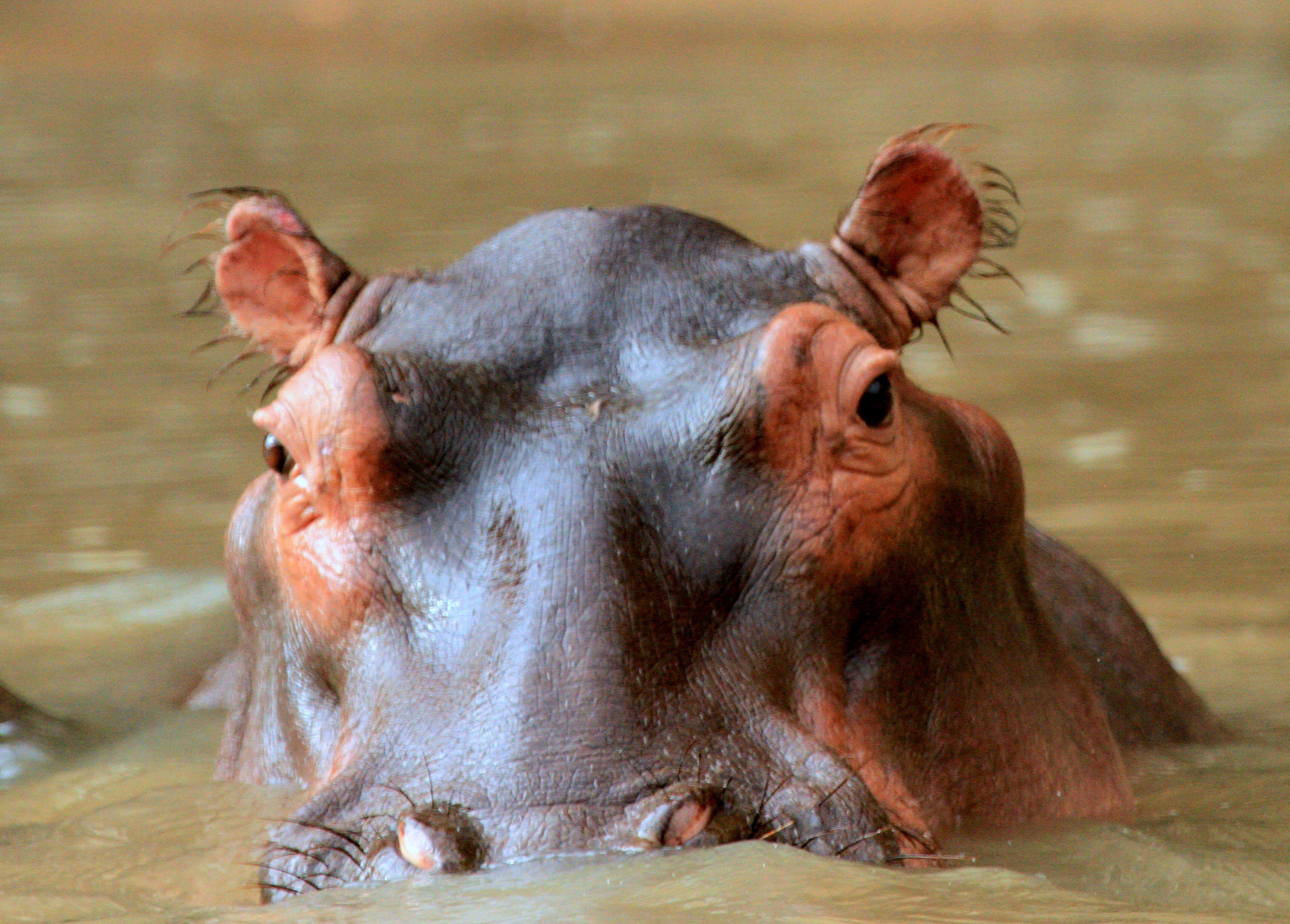 Hippopotamus, Africa Roam Cape Town 