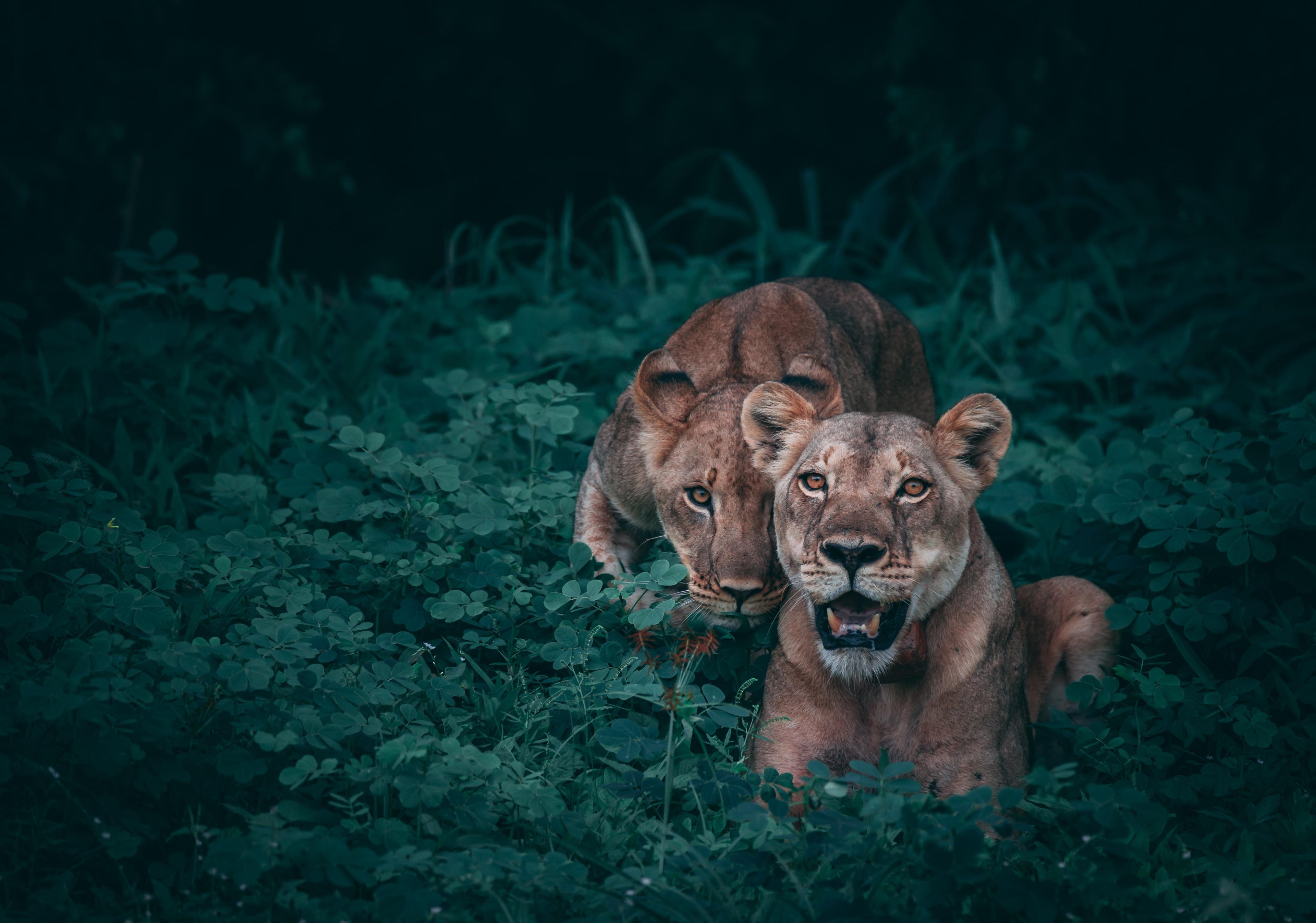 Africa Roam Cape Town Lion