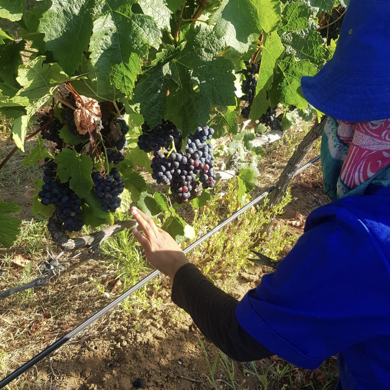 Groot Constantia Cape Town Vineyards 