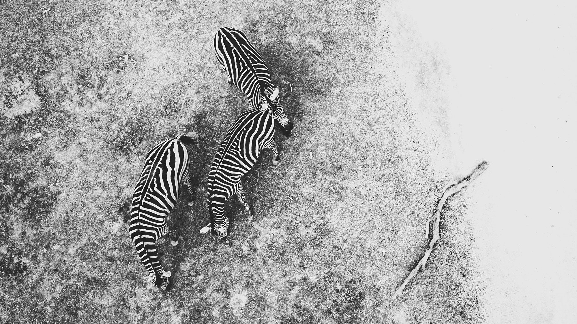 Zebras, Africa Roam Cape Town 