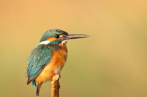 Bird sitting on bark