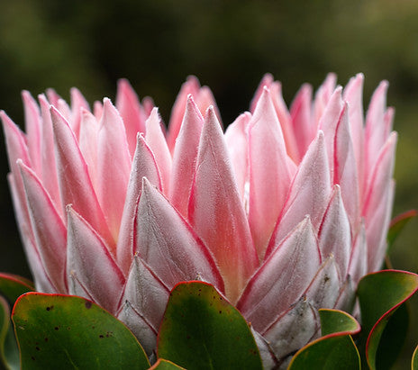 Protea flower