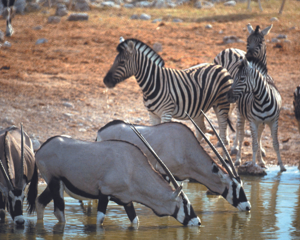Aquila Private Game Reserve Cape Town 