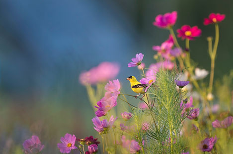 Spring flowers