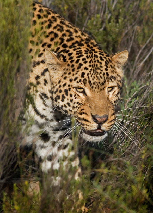 Aquila Private Game Reserve Cape Town, Leopard 