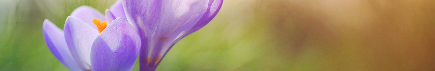 Spring flowers